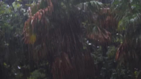 Heavy summer rainstorm falling over green tropical palm trees in a dense forest Stock-Footage 342331580