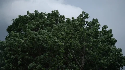 Heavy summer storm outside before the rain. Strong wind blowing green tree Stock Footage 113150183