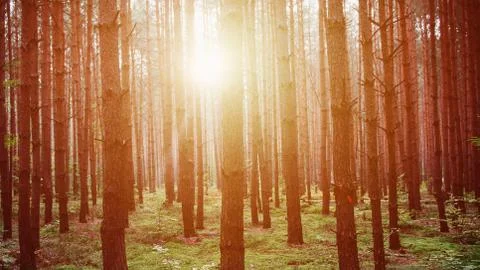 Heavy sunrise in the middle of the forest Stock Photos