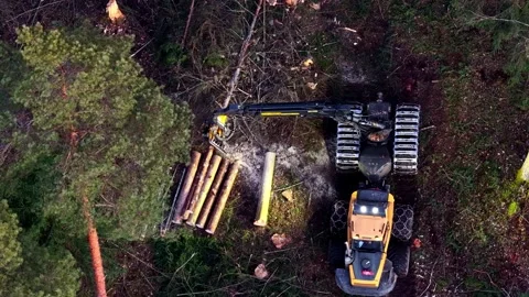 Heavy timber harvester processing trees for logging in a forest operation Stock Footage 333414604