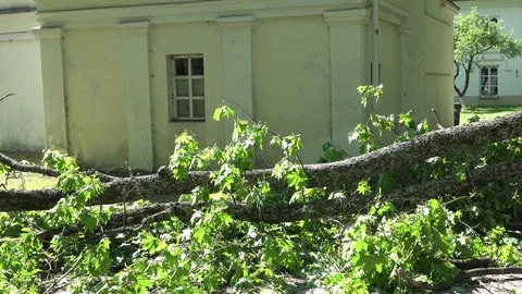 Heavy tree branch fallen on fence and entrance to residential house Stock Footage 73848982