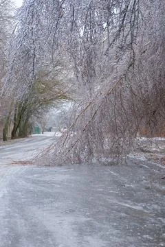 Heavy tree branches hang down onto the road after an ice storm Stock Photos