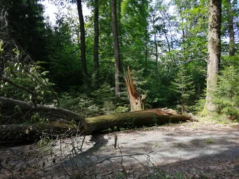 Heavy  tree  broken Stock Photos