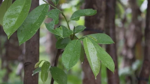 Heavy Tropical Rain Drop On Nature Leaves with Nature Concept Stock Footage