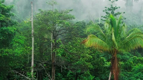 Heavy Tropical Rain Falling in Dense Rainforest Stock Footage 319032022
