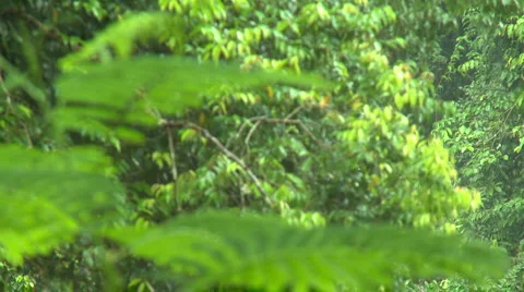 Heavy tropical rain falling down in the jungle Video stock 926492