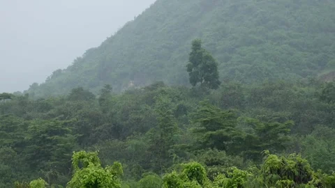 Heavy tropical rain falling on lush forest canopy as white mist rises between Stock Footage 320287044