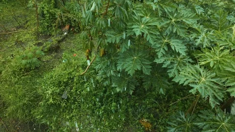Heavy tropical rain falling on lush green Video stock 346625725
