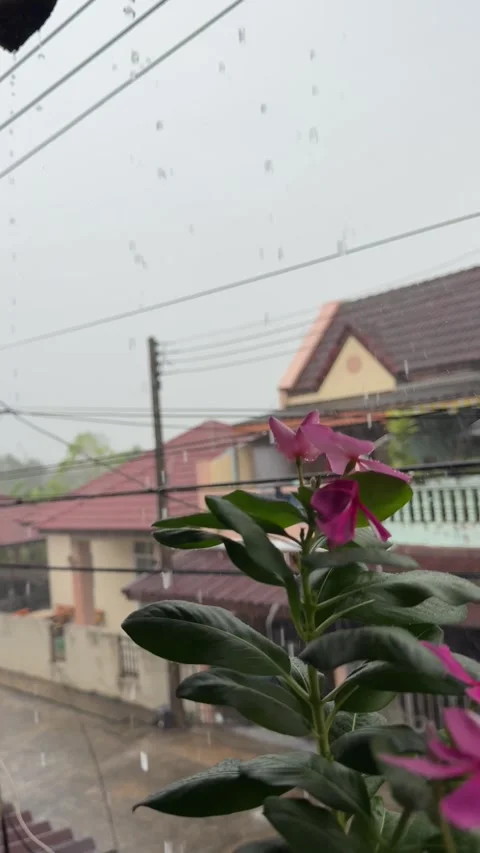 Heavy Tropical Rain Falling on Pink Flowers on Balcony in Thailand Vídeos de archivo 335914740