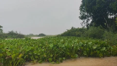 Heavy Tropical Rain Falling On Water Hyacinth Pond, Countryside Monsoon Rain Stock Footage 345670630