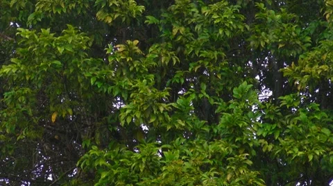 Heavy Tropical Rain Stock Footage 7740472