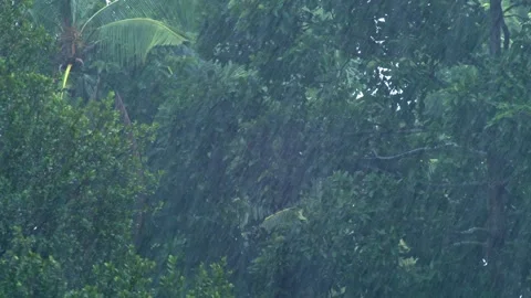 Heavy Tropical Rainfall During Monsoon Season in Lush Rainforest Vegetation Видео 336650511