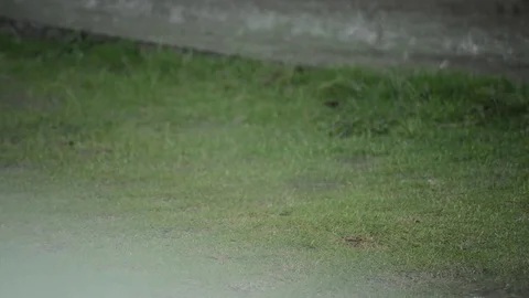 Heavy tropical rainfall on the ground Stock Footage 75130834