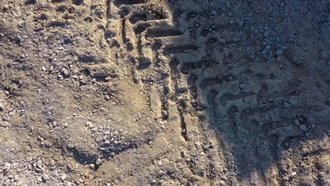 Heavy vehicle trails on forest trail Video stock 277707927