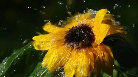 Heavy water spray falling on sunflower in slow motion Stock Footage
