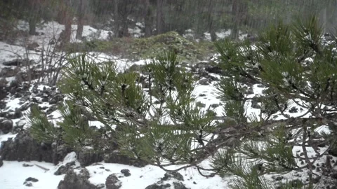 Heavy Weather Pine Forest Sicily Falling Snow Pellets Needles Etna Park  Vídeos de archivo 152674384