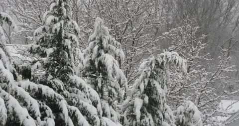 Heavy wet snow on pine trees blowing in the wind during snowstorm light snow  Stock Footage 232445330