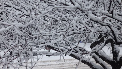 Heavy Wet Winter Snow Fall 動画素材 87195212