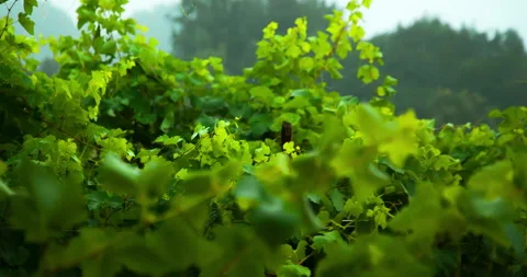 Heavy Wind and Rain on the Prosecco’s Vineyards Stock Footage 135815931