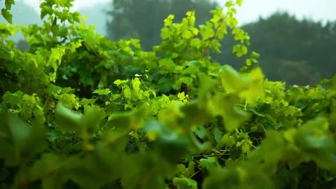 Heavy Wind and Rain on the Prosecco’s Vineyards Stock Footage 135816146