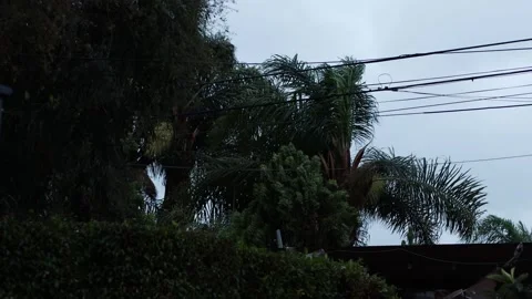 Heavy wind blowing backyard trees, gloomy weather, electric wire, hand held,4k Stock Footage 250679746