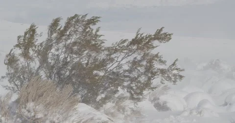 Heavy wind blowing snow over grease wood plant Stock Footage 147500966