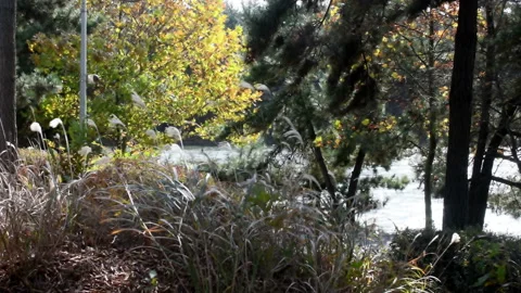 Heavy wind causing grass and tree limbs to move around. Stock Footage 142686326