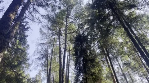 Heavy wind in a forest during storm. Strong wind moving with trees in forest Stock Footage 284758493