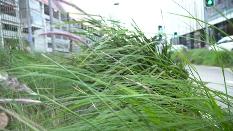 Heavy Wind Grass blowing, Traffic Lights  in Background Stock Footage 197088073
