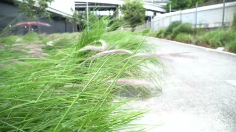 Heavy wind Grass blowing , Walking cycling path Stock Footage 197088064