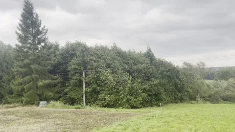 Heavy wind moving with trees during hurricane Stock Footage 284758470