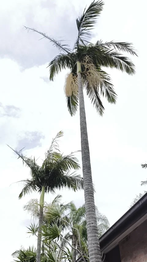 Heavy winds in Australia Sydney Stock Footage 344777515