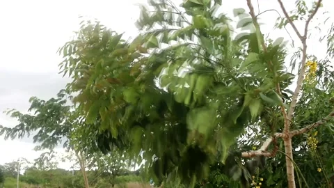 Heavy Winds Blowing Stock Footage 166966623