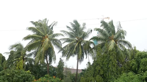 HEAVY WINDS DURING THE MONSOON IN MUMBAI  Stock Footage 113803519