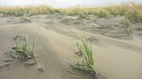 Heavy Winds on Sand Dunes Stock Footage 10884879