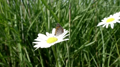 Heavy winds try to dislodge a butterfly. Video stock 324763280