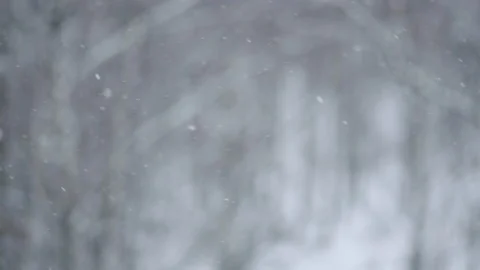 Heavy winter snowfall in the forest, blizzard. Snowfall. Video stock 146359323