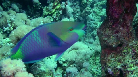 Heavybeak parrotfish bite hard corals. 動画素材 170495865