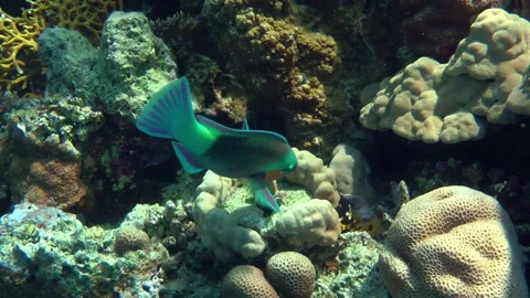 Heavybeak parrotfish bite hard corals. Video stock 203943198