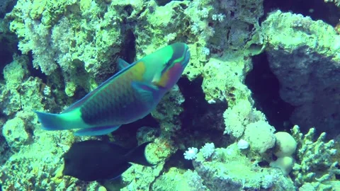Heavybeak parrotfish bite hard corals. Video stock 217429095