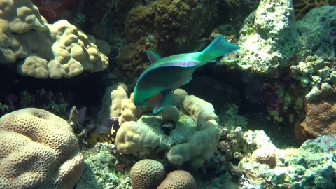 Heavybeak parrotfish bite hard corals. Video stock 221758874