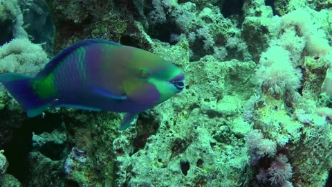 Heavybeak parrotfish bite hard corals. Video stock 225467359