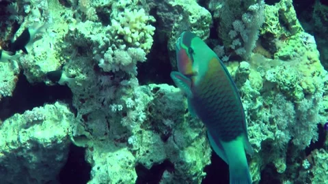 Heavybeak parrotfish bite hard corals. 動画素材 225467370
