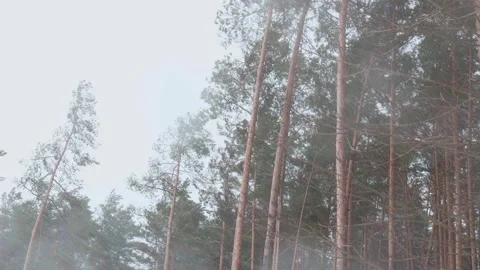Heawy snowfall with wind and blizzard. Snow falling down the pine forest Stock Footage 236145261