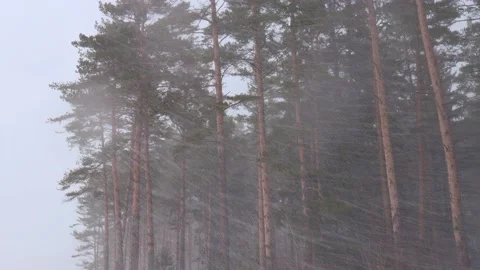 Heawy snowfall with wind and blizzard. Snow falling down the pine forest Video stock 236529573