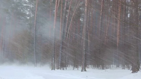 Heawy snowfall with wind. Snow falling down the pine forest during the snowstorm Stock Footage 236529627