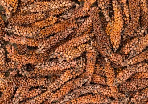 Hebe seeds Stock Photos