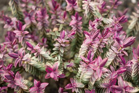 Hebe silver dollar, close up of leaves in garden, UK Stock Photos