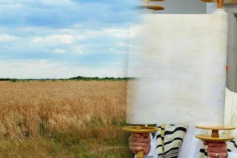 The Hebrew handwritten Torah scroll, on a synagogue alter wheat in period har Stock Photos