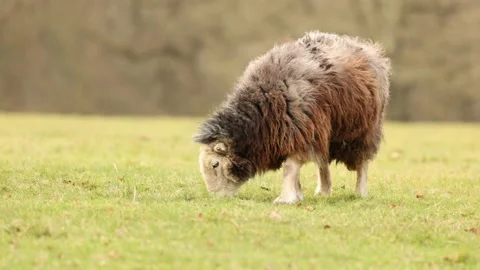 Hebridean sheep Stock Footage 171219505